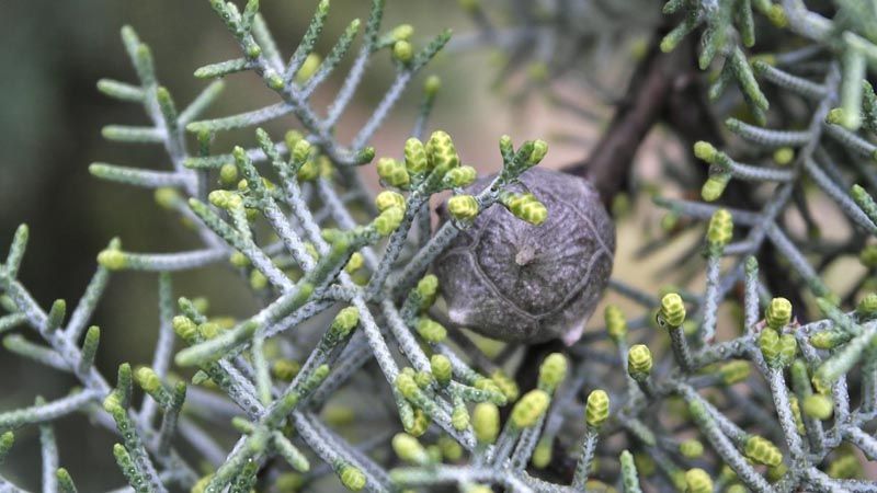 Cupressus arizonica detalle hoja
