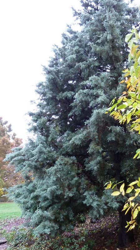 Cupressus arizonica. Variedad Glabra