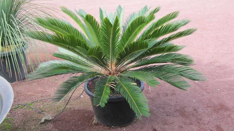 Cycas revoluta en maceta