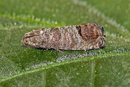 carcocapsa Cydia pomonella plagas del peral