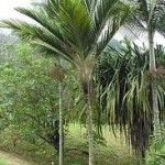 Cyphosperma balanseae Tipos de palmeras