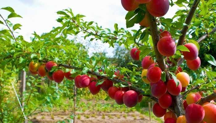 Cómo cultivar ciruelo