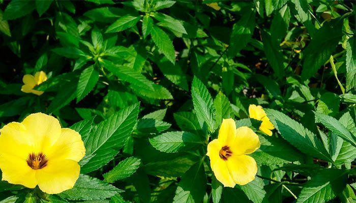 Cómo plantar damiana