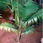 Daemonorops augustifolia Tipos de palmera
