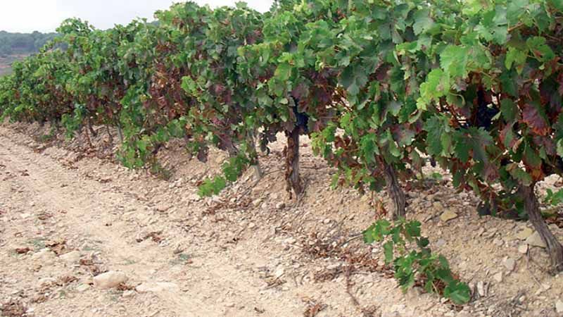 Daños en viña araña amarilla