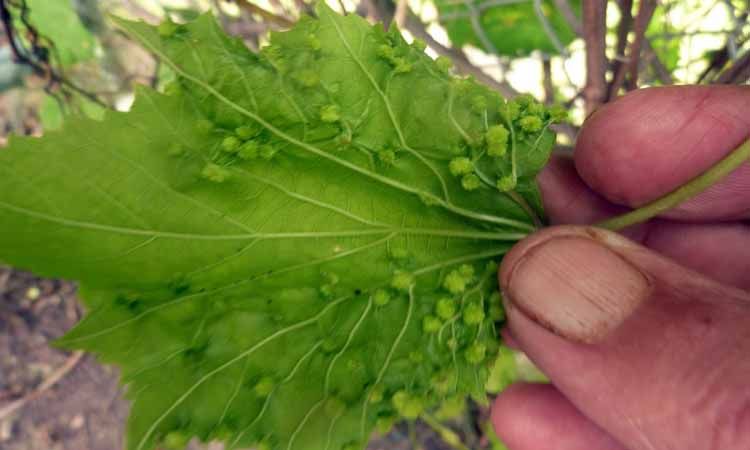 Daños de filoxera