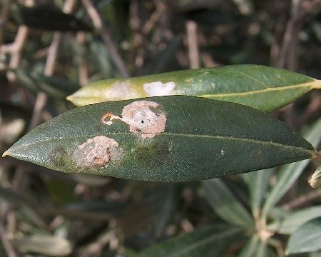 hoja de olivo afectada por Prays
