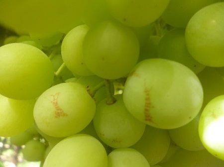 Daños en uva por trips