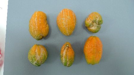Ataque de ácaro de las maravillas en fruto