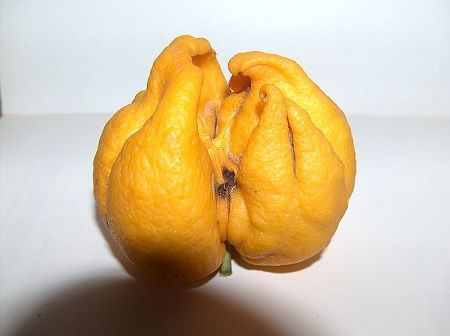 Deformación causada por Aceria sheldoni.