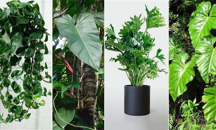 Diferentes especies de filodendro
