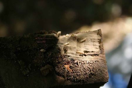 Digestor de papel Digestor de papel