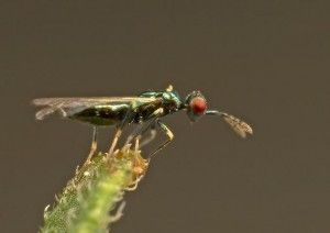 Diglyphus isaea depredador de minador de hoja