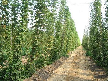 Disposición del cultivo de lúpulo