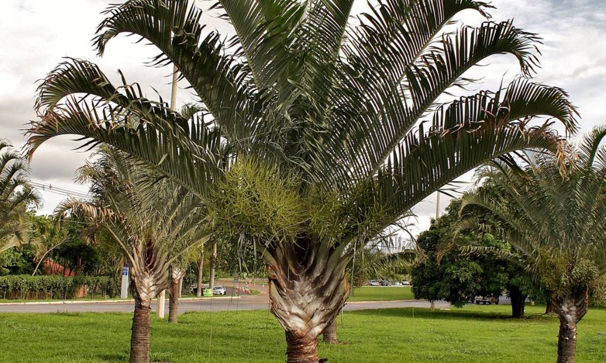 Dypsis decaryi