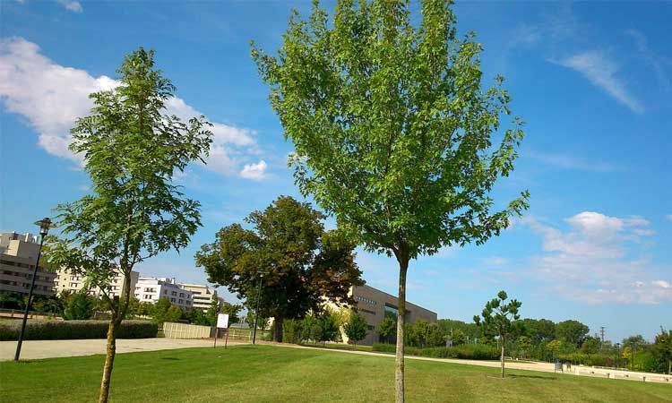 Ejemplares jóvenes de Acer saccharinum