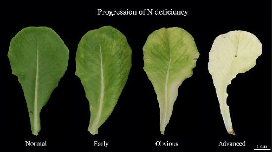 importancia del nitrógeno en el abonado de la lechuga