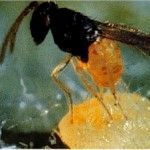 Encarsia formosa depredador de la mosca blanca