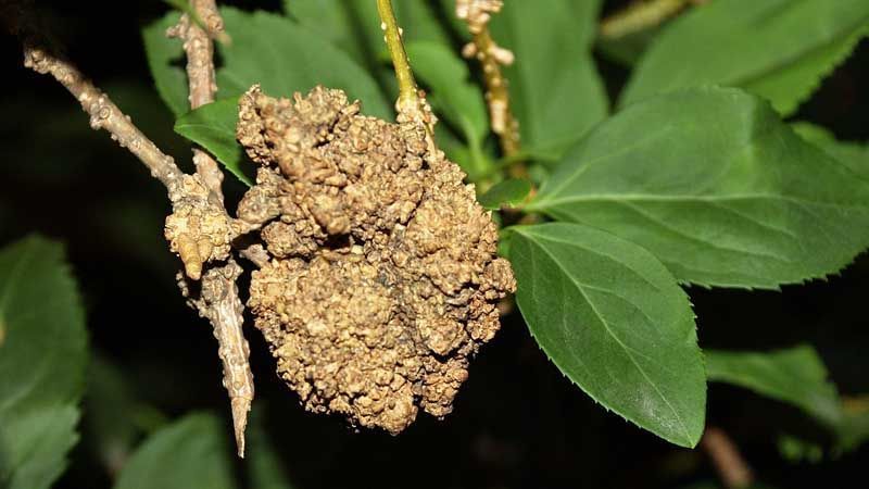 Enfermedad Agrobacterium tumefaciens