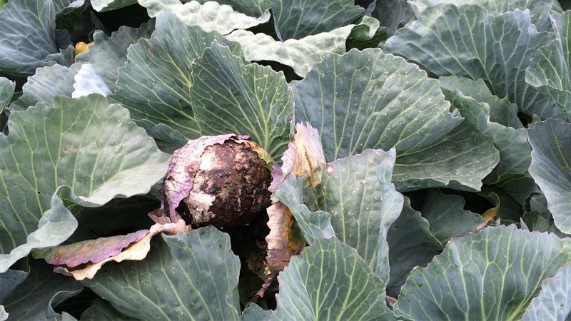 Enfermedades Sclerotinia