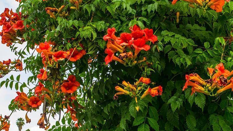Enredadera Campsis radicans