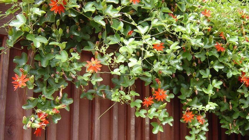 Enredaderas de flor