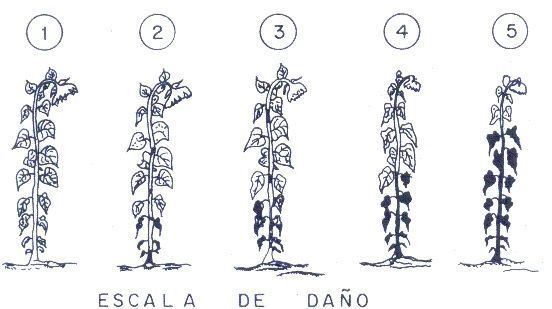 Escala del daño enfermedades girasol