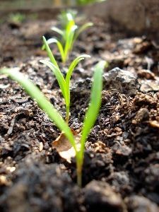 Espinaca germinando Cultivo de espinaca. Germinación