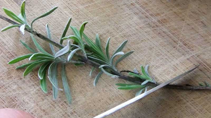 Esqueje de lavanda