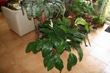 Esquejes de Spathiphyllum