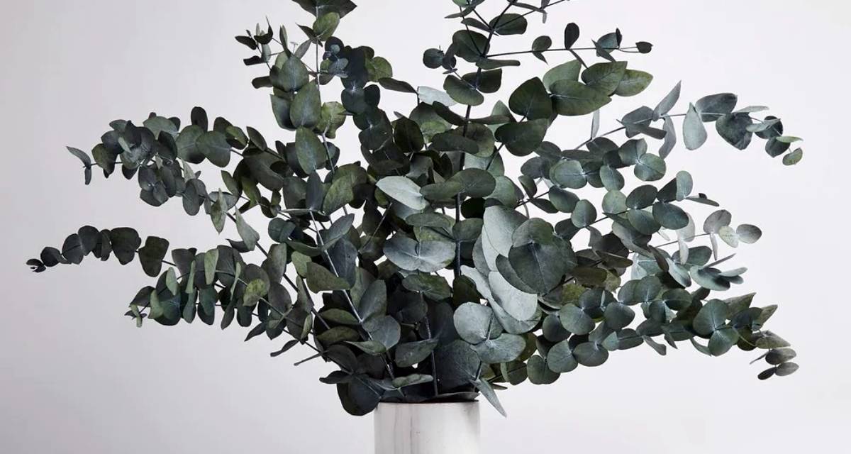 Eucalyptus cinerea maceta