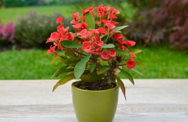 Euphorbia milii plantas de interior con flor