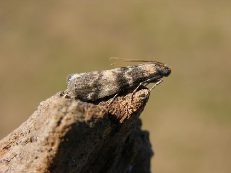 Euzophera pinguis plagas y enfermedades del olivo