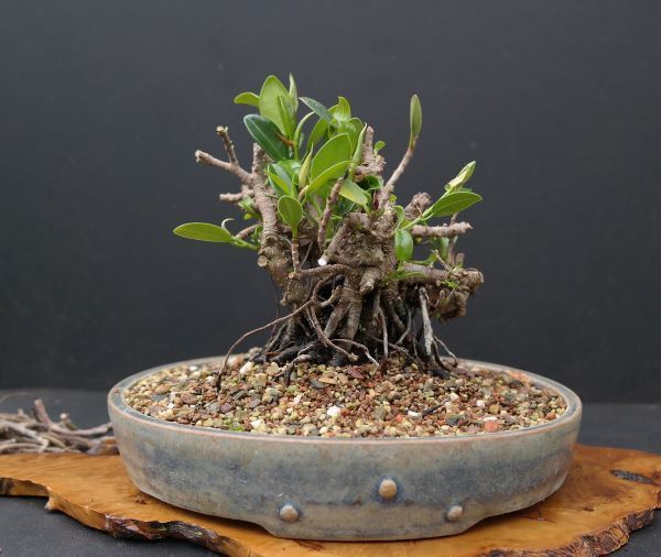 Ficus retusa bonsai