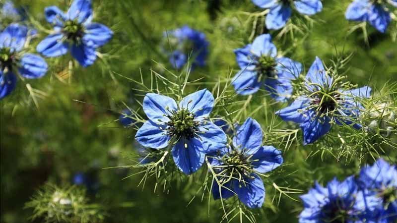 Falso comino Nigella sativa