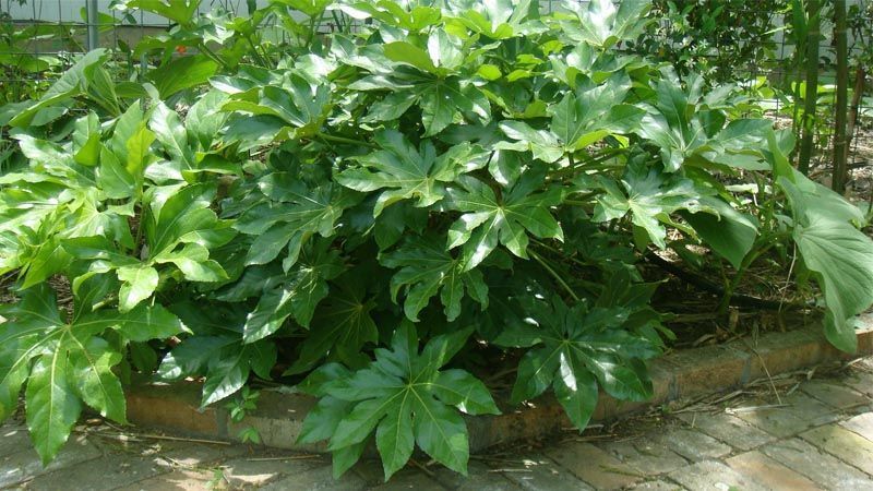 Fatsia japonica