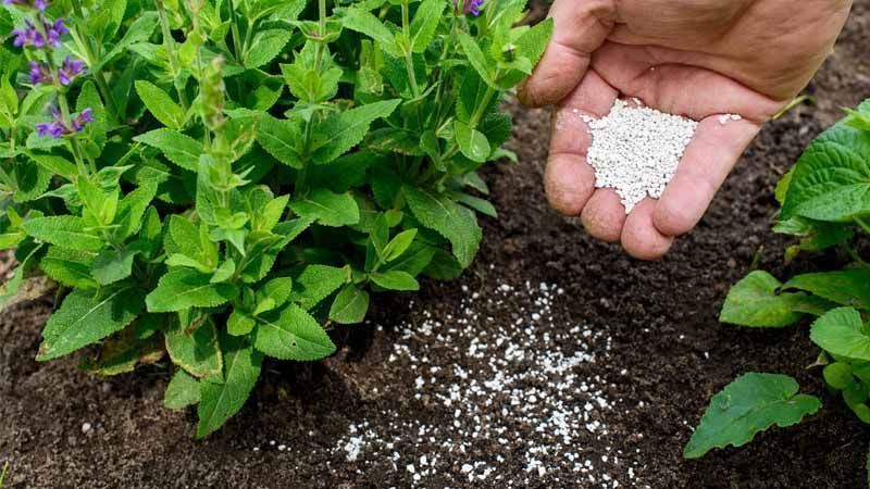 Fertilizantes plantas