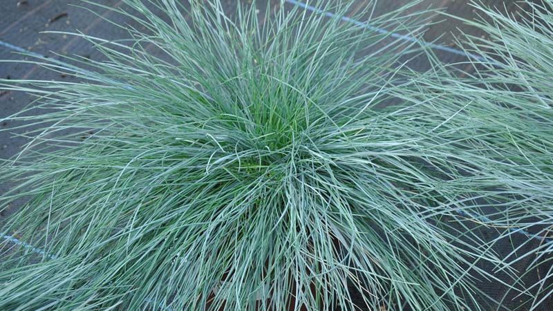 Detalle de Festuca glauca