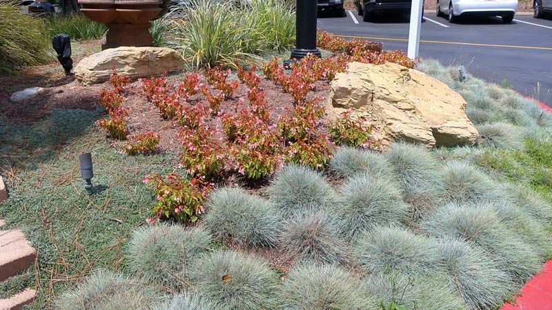 jardín de rocalla con festuca glauca