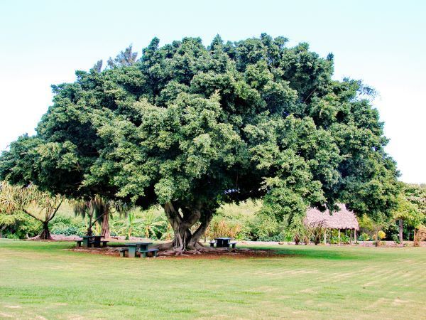 Ficus microcarpa exterior