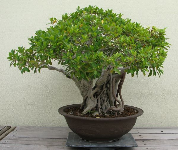 Ficus ginseng