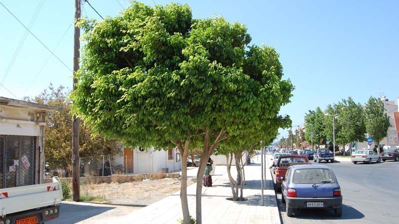Ficus benjamina calle