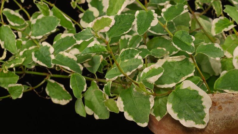 Ficus pumila