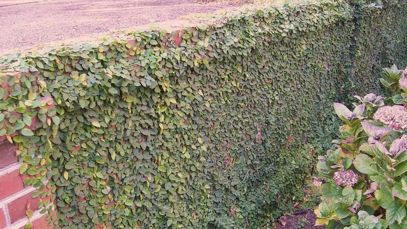 Ficus pumila