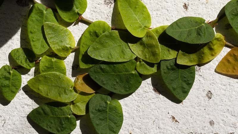 Ficus pumila