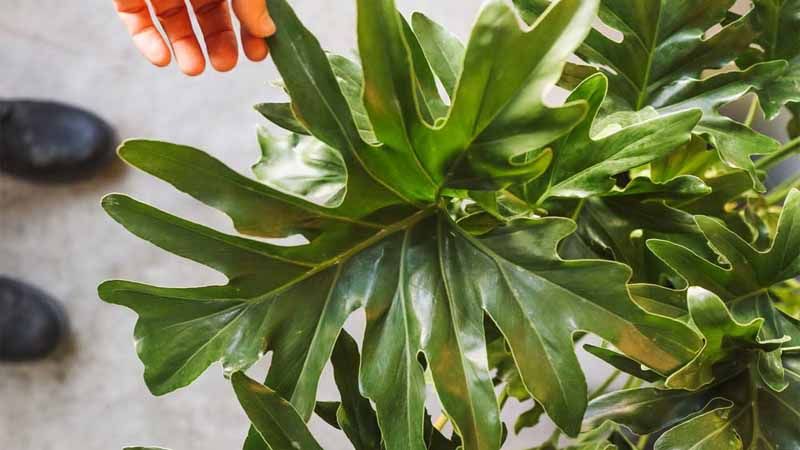 Filodendro Philodendron bipinnatifidum