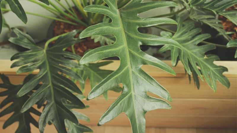 Filodendro de árbol Philodendron bipinnatifidum