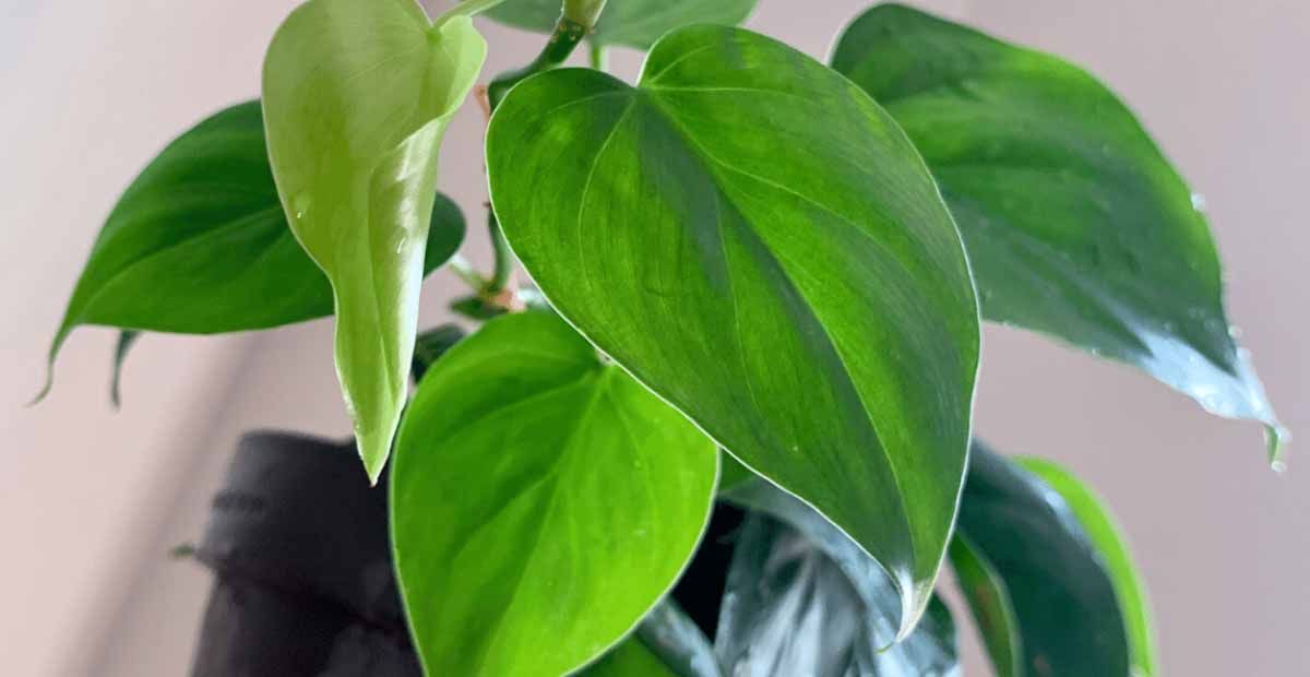 Filodendro trepador Philodendron scandens