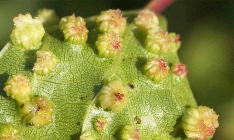 Filoxera de la vid