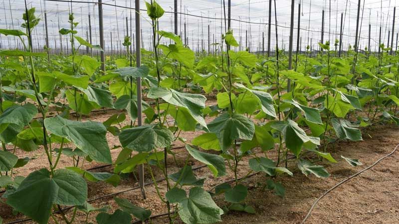 Fisiopatías de plantas